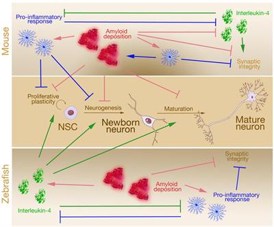 Is Alzheimer’s Also a Stem Cell Disease? – The Zebrafish Perspective